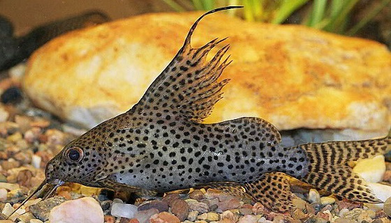 Синодонтис вуалевый - Synodontis eupterus