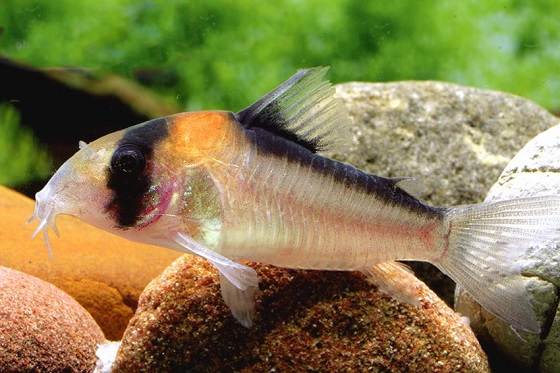 Сомик Corydoras adolfoi