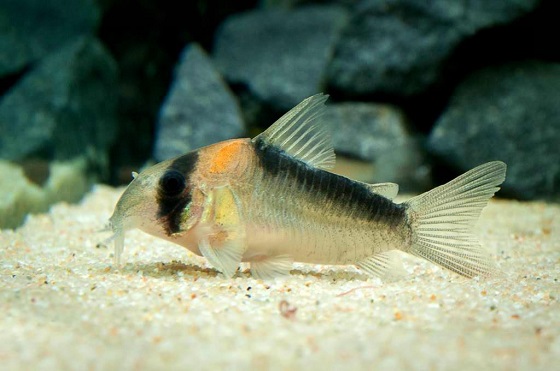 Рыбка Corydoras adolfoi