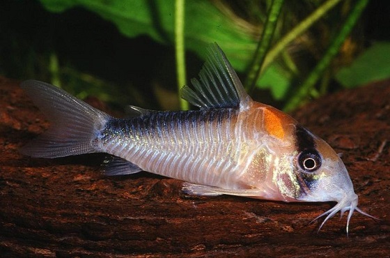 Сомик Коридорас Адольфа - Corydoras adolfoi