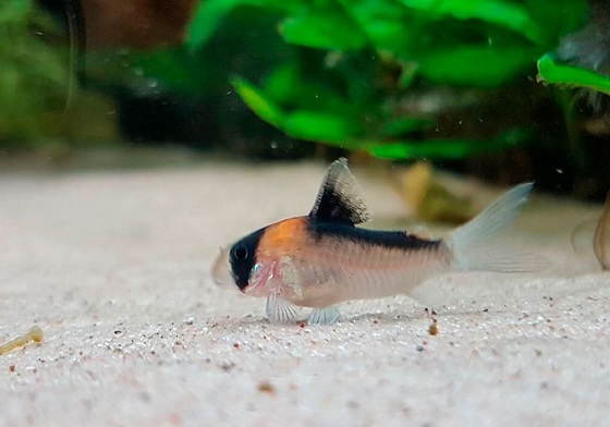 Коридорас Адольфа - Corydoras adolfoi