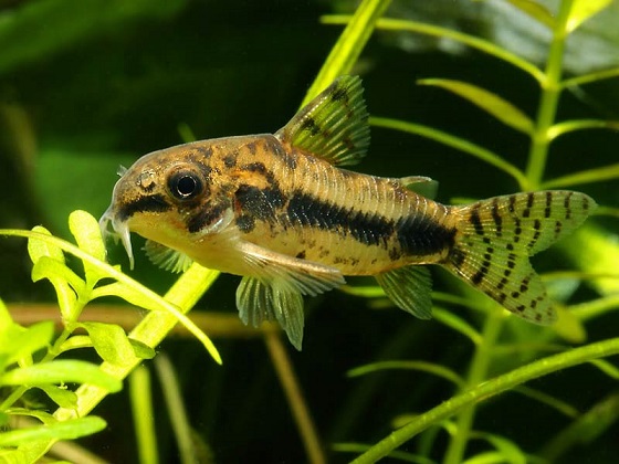 Corydoras habrosus