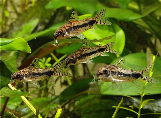 Коридорас хаброзус - Corydoras habrosus