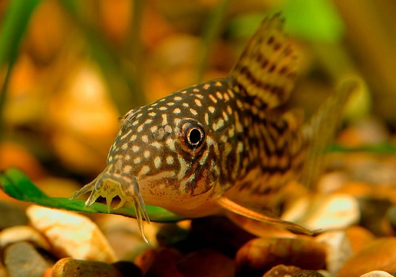 Corydoras sterbai