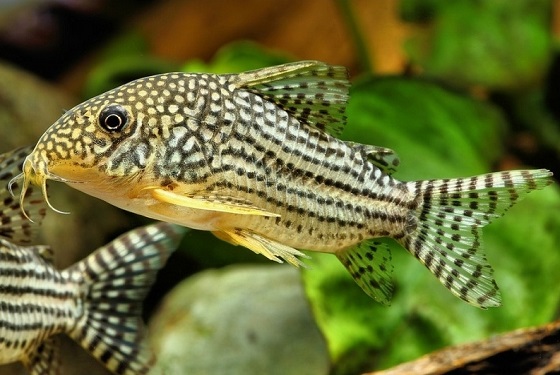 Коридорас Штербы - Corydoras sterbai