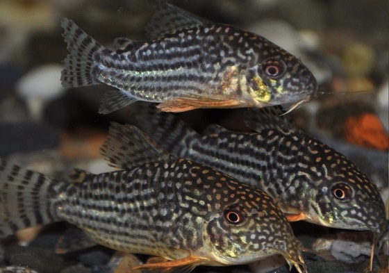 Сомик Corydoras sterbai