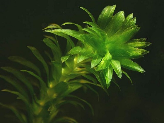 Egeria densa