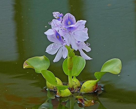 Eichhornia crassipes