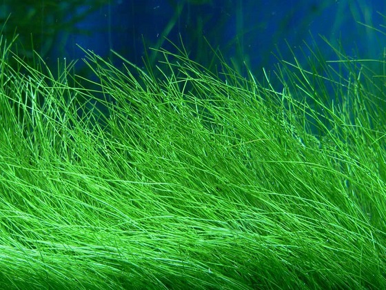 Eleocharis acicularis