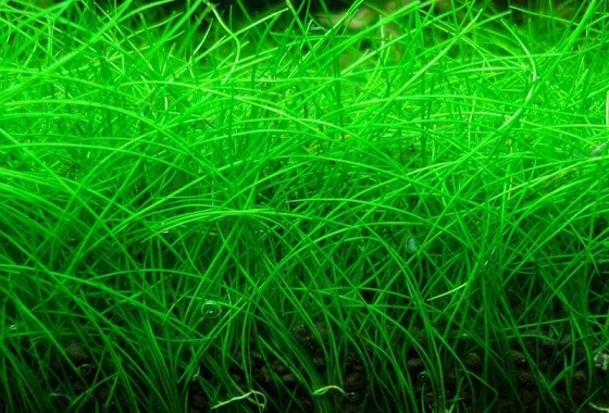 Eleocharis parvula