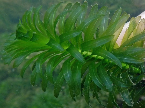 Элодея канадская - Elodea canadensis