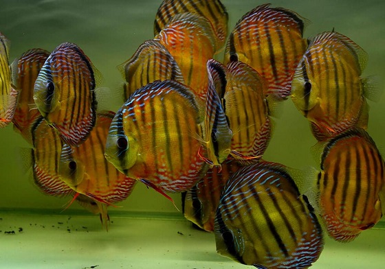 Symphysodon discus Heckel