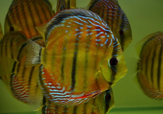 Дискус красный - Symphysodon discus Heckel