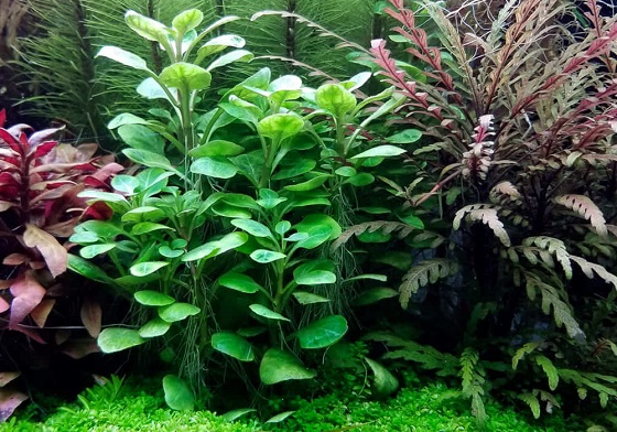 Lobelia cardinalis