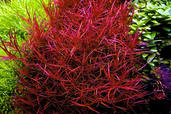 Ludwigia arcuata