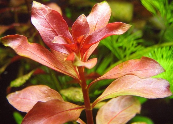 Ludwigia repens