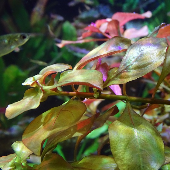 Ludwigia palustris