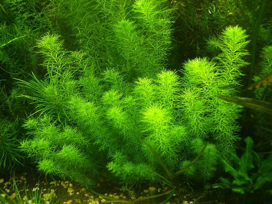 Myriophyllum elatinoides