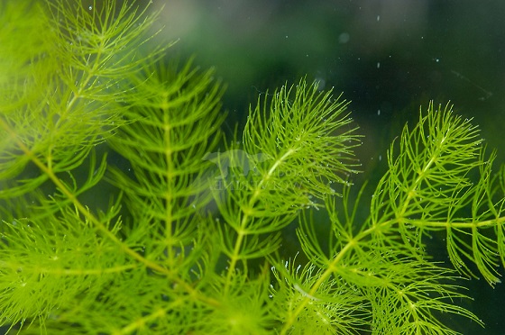 Перистолистник колосистый - Myriophyllum spicatum