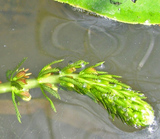 Myriophyllum verticillatum