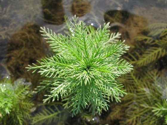 Уруть мутовчатая - Myriophyllum verticillatum