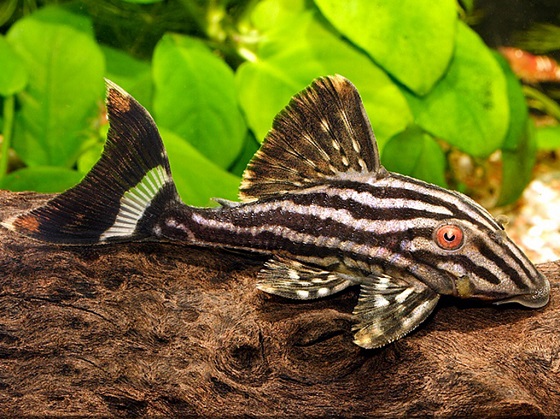 Panaque nigrolineatus