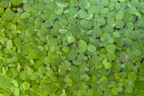 Pistia stratiotes