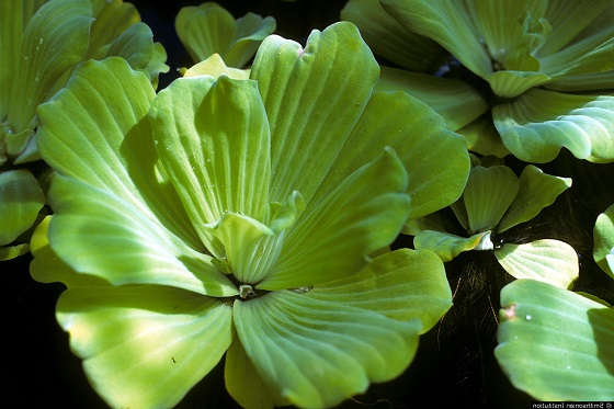 Водный салат - Pistia stratiotes