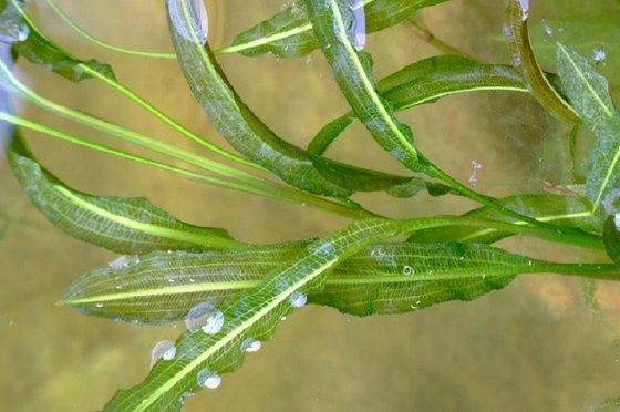 Potamogeton malajanus