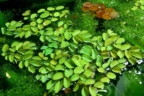 Фото - Salvinia natans