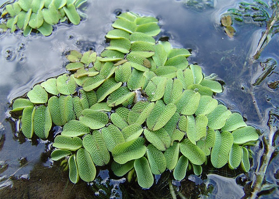 Salvinia natans