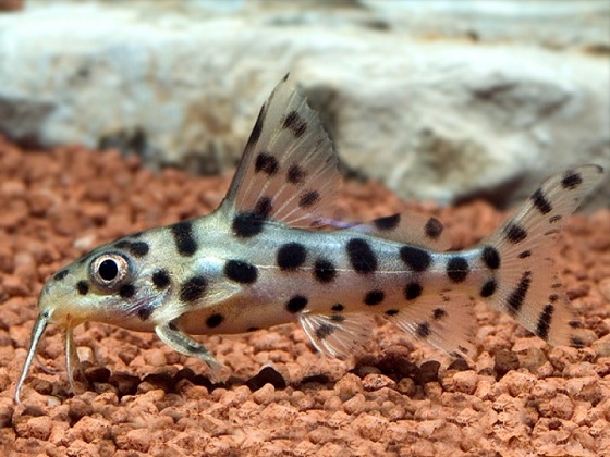 Synodontis decorus