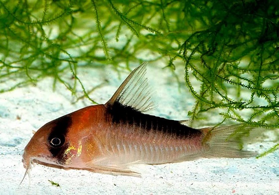 Corydoras adolfoi