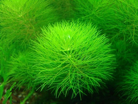 Лимнофила индийская - Limnophila indica