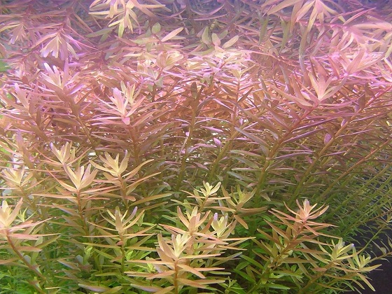 Ротала индийская - Rotala indica