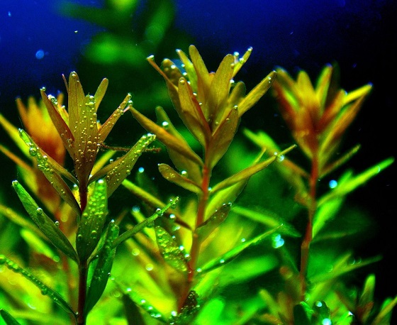 Rotala rotundifolia