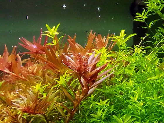 Rotala indica