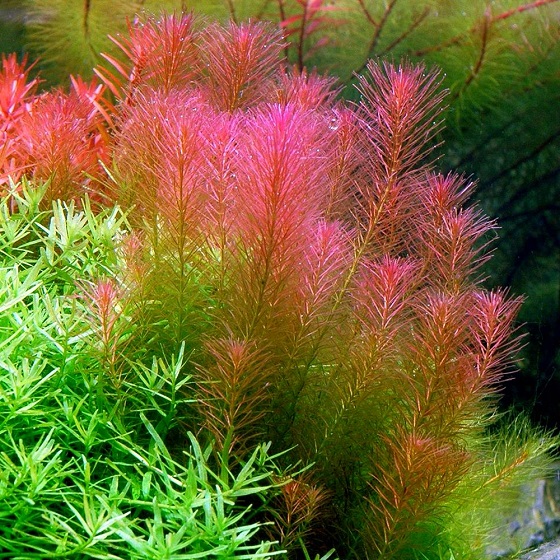 Rotala wallichii