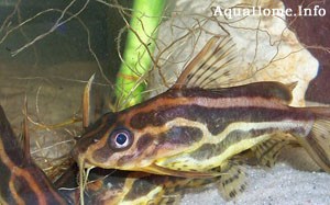 Synodontis flavitaeniatus