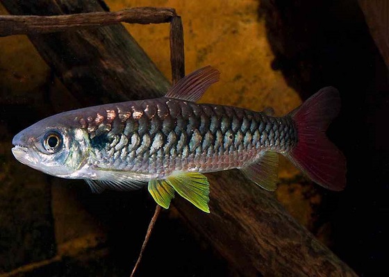 Chalceus macrolepidotus в аквариуме