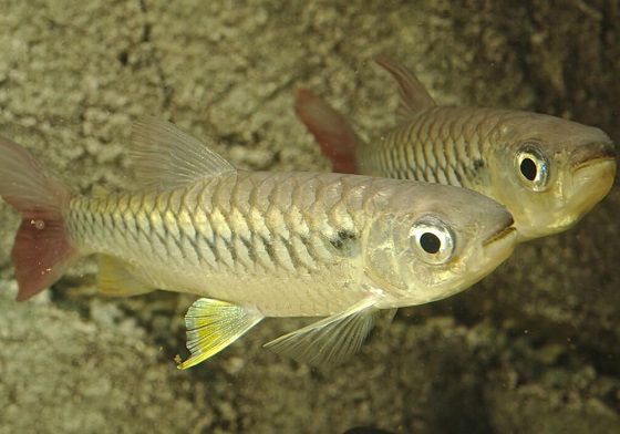 Хальцеус краснохвостый - Chalceus macrolepidotus