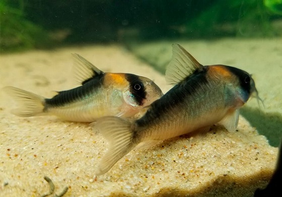 Corydoras duplicareus