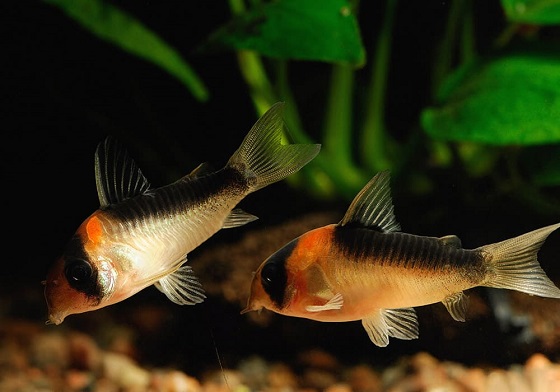 Коридорас дупликареус - Corydoras duplicareus