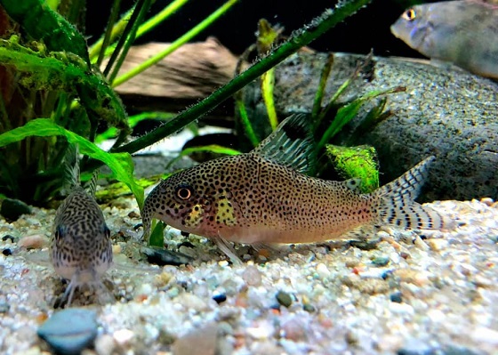 Corydoras punctatus