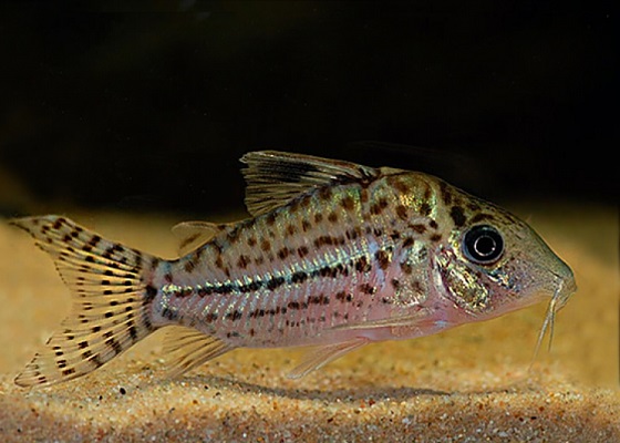 Сомик пятнистый - Corydoras punctatus