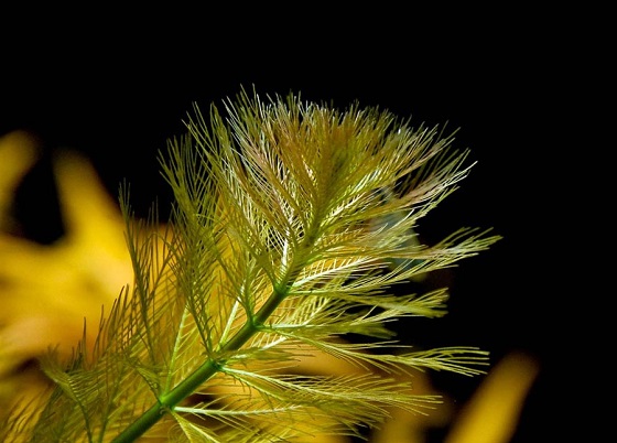 Перистолистник бразильский - Myriophyllum brasiliense