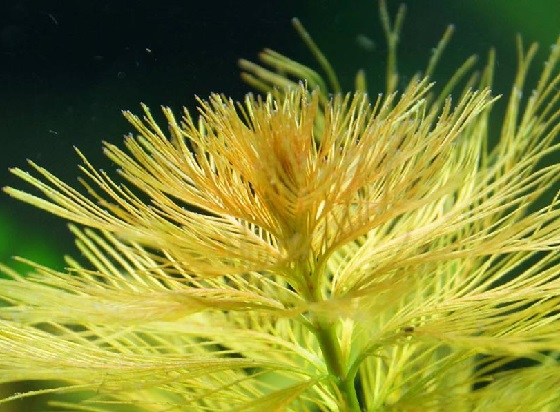 Myriophyllum brasiliense