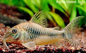 corydoras-ellisae