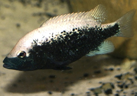 Cichlasoma bartoni