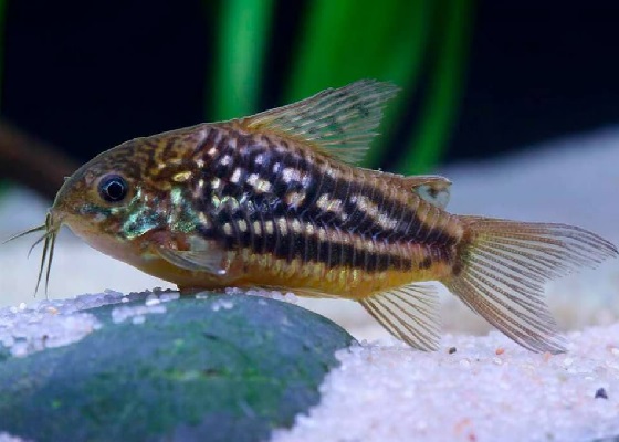 Corydoras nanus